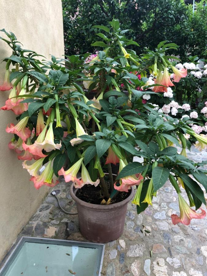 B&B Ca' Du Brigidin Tovo San Giacomo エクステリア 写真